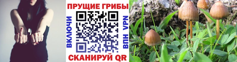 Галлюциногенные грибы Magic Shrooms blacksprut рабочий сайт Нижние Серги